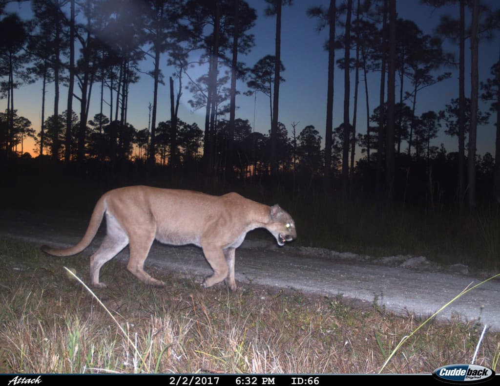 Con las continuas amenazas del desarrollo y las enfermedades, la supervivencia del puma de Florida sigue siendo incierta, y su población sigue siendo vulnerable.