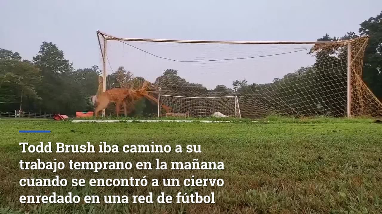 El momento del rescate a un ciervo atrapado en una red de fútbol en Long Island  
