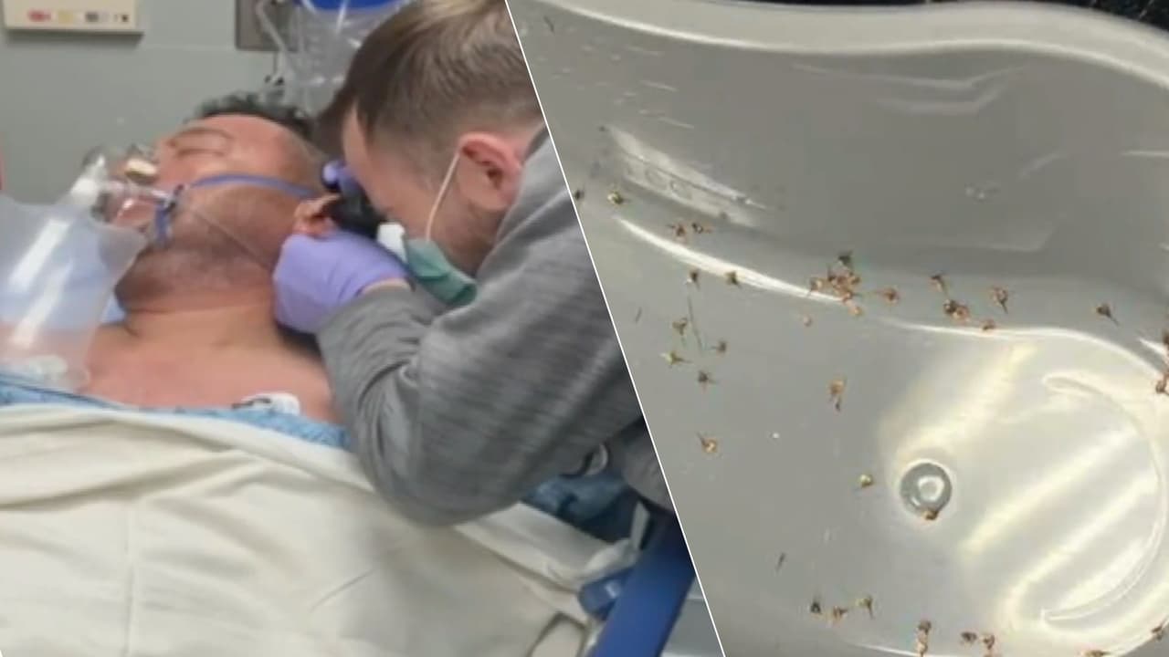 Enjambre de abejas ataca a familia hispana y deja a dos caballos sin vida en Riverside