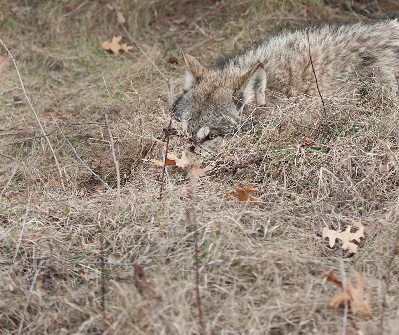 El camuflaje es una herramienta para ocultarse tanto de depredadores como de presas para cazarlas exitosamente. Este lobo apenas puede distinguirse entre los pastos al acecho de su presa.