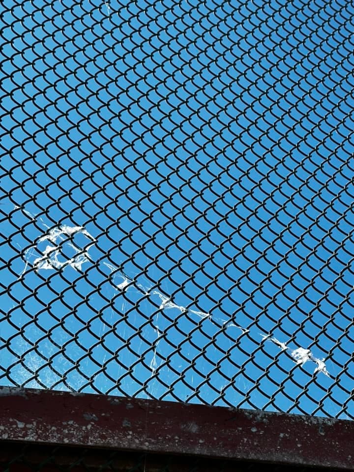 En la Bahía de San Francisco, está ocurriendo un fenómeno inusual: la caída del cielo de telarañas con crías de araña.