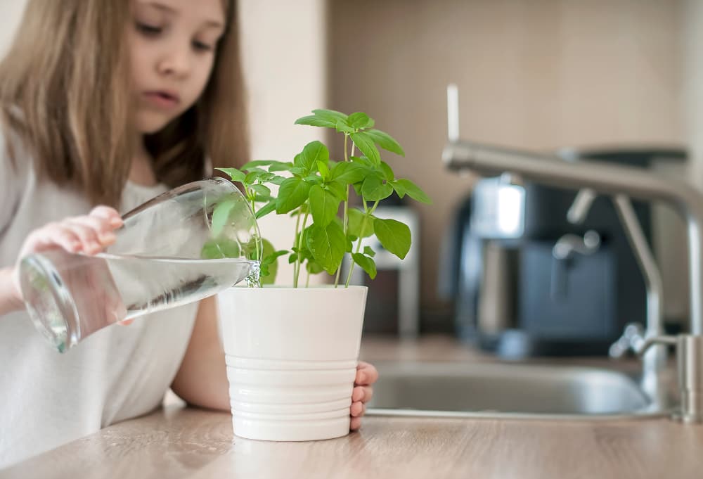 La vas a regar con agua de luna. O sea, vas a poner un vaso de agua a la luz de la luna y al día siguiente echas esa agua en la tierra de la maceta.