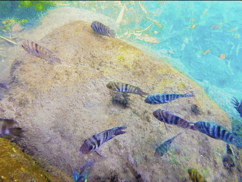 Especies invasoras amenazan especies acuáticas de un parque de México