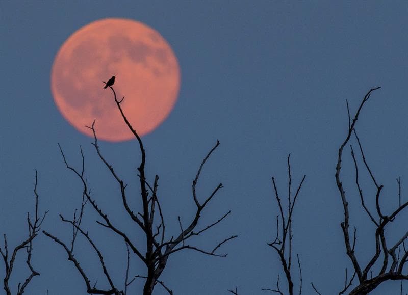 Un pájaro sobre una rama ante la luna llena, iluminada con un tono ligeramente rojizo, en Jacobsdorf, cerca de Fráncfort del Oder (Alemania). Se le conoce así no por su color (aunque la luna suele tornarse de un color ámbar), sino porque según las tribus de Algonquin marcaba el inicio de la temporada de cosecha de frutos como las fresas en América del Norte.
