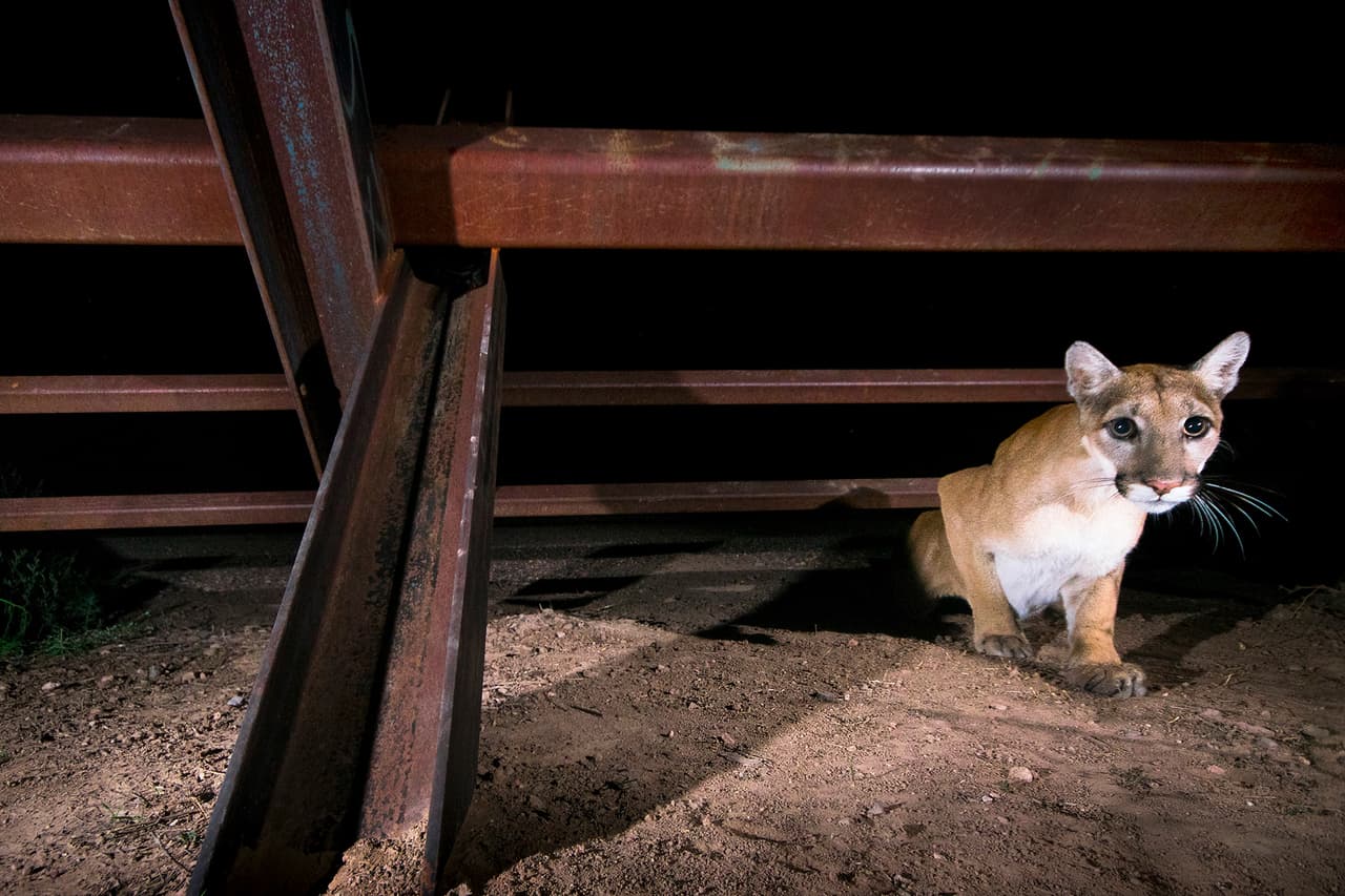 Un joven león de montaña cruzando la frontera. Para realizar la mayoría de estas fotos Prieto utilizó una técnica denominada ‘cámara trampa’. “Sensores de movimiento indican al equipo que un animal está allí y automáticamente se disparan los flashes y se hace la toma fotográfica”, explicó el fotógrafo.