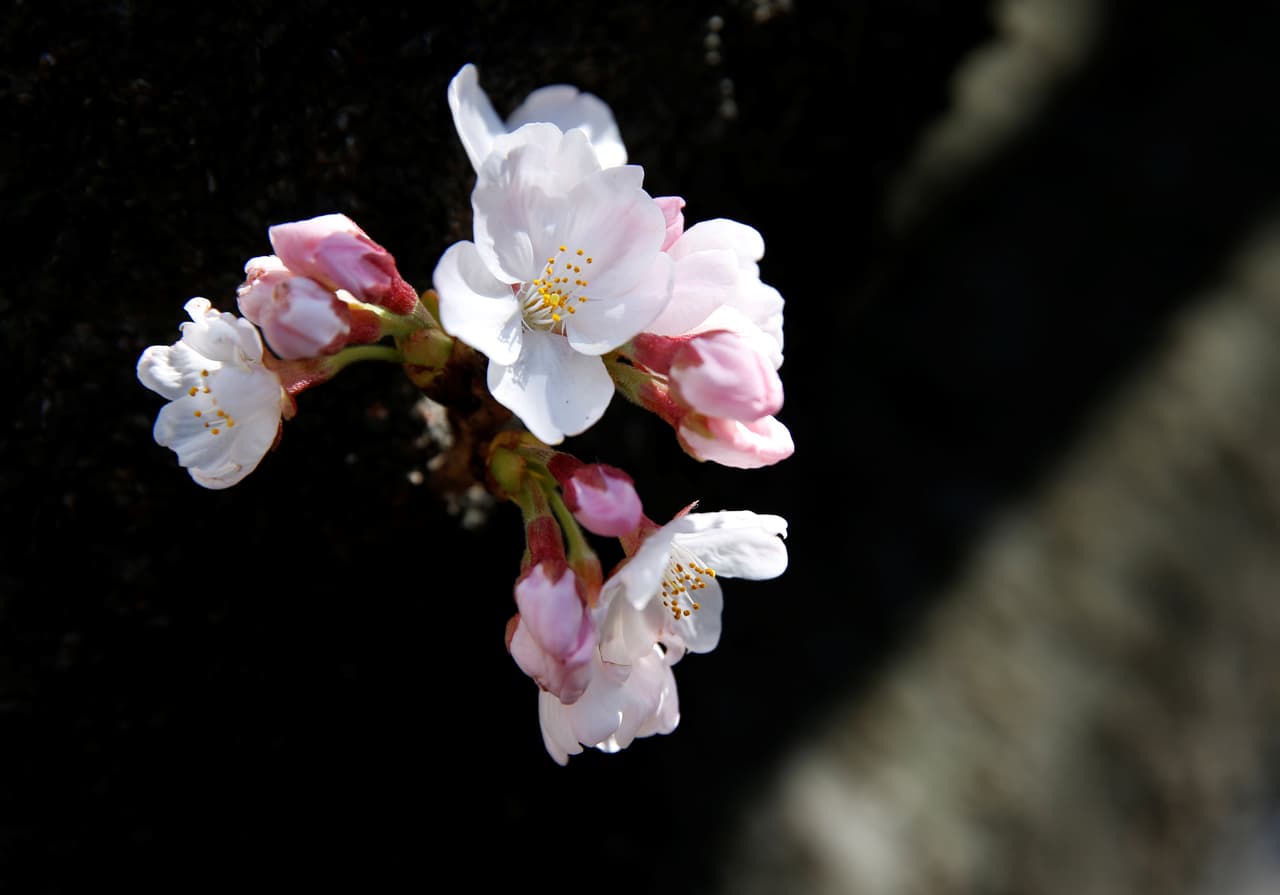 Las autoridades explicaron que la mitad de los cerezos sobrevivieron a las gélidas temperaturas y lograron florecer esta semana. (Issei Kato/Reuters)