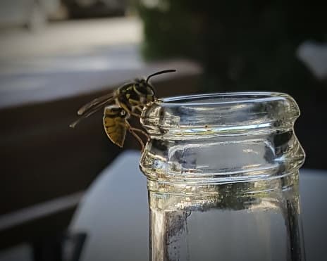 Si tiene que huir, hágalo en línea recta, sin agitar los brazos. Proteja su cabeza y cara, ya que estas áreas suelen ser objetivo de las avispas.