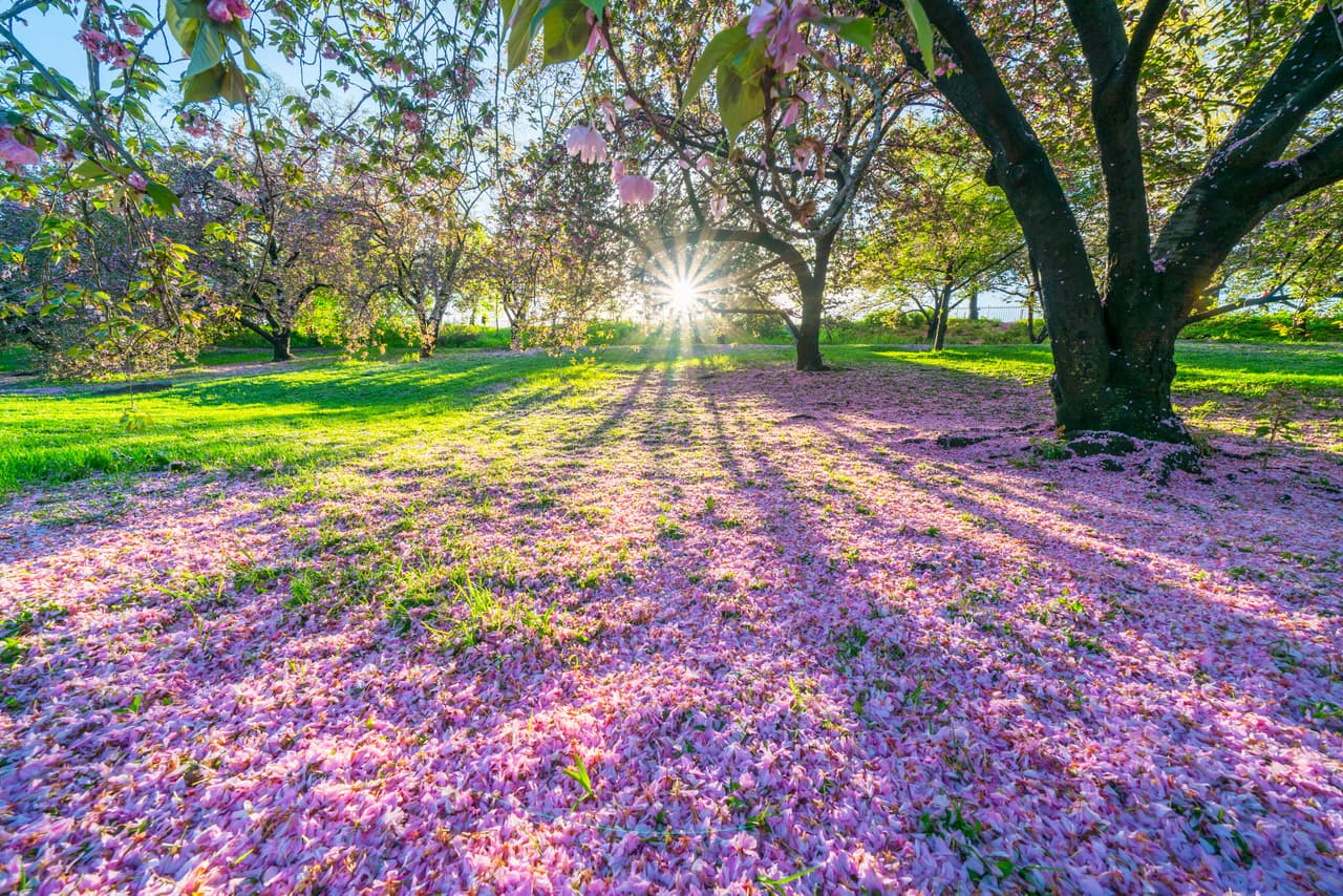 Con flores que van desde el magenta profundo hasta el rosa pálido y el blanco intenso, en Central Park hay todo un inventario de estos árboles.