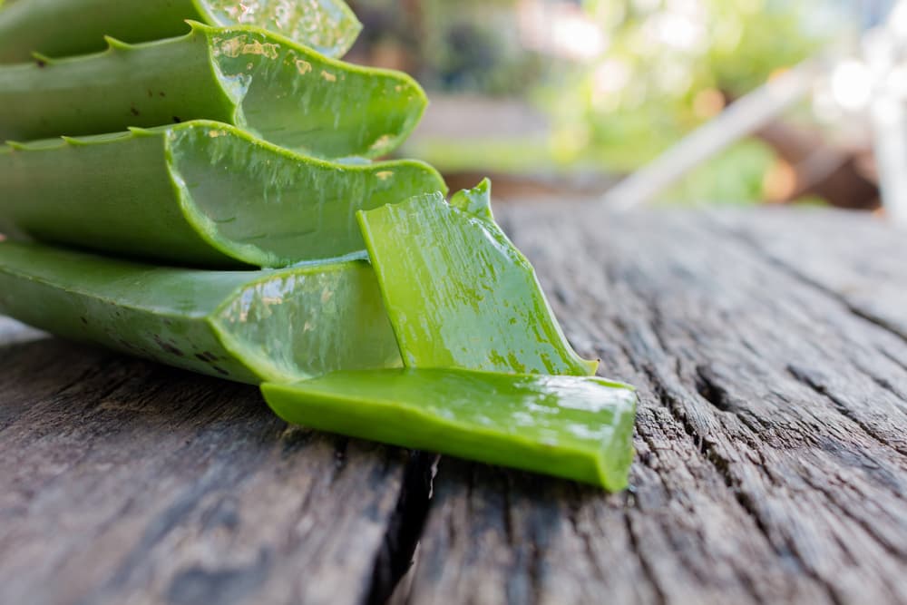 Para nuestros ancestros también era conocido el beneficio del aloe vera, pues está comprobado que la planta trata quemaduras, ayuda a curar y cicatrizar heridas y en general es muy buena para la piel, algo que aprovechan las compañías de belleza.