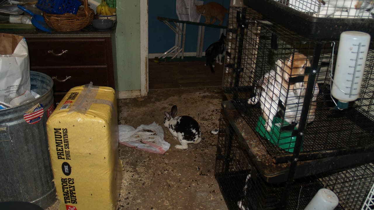 Los animales están siendo evaluados por el equipo de la Sociedad Protectora de Animales de Houston.