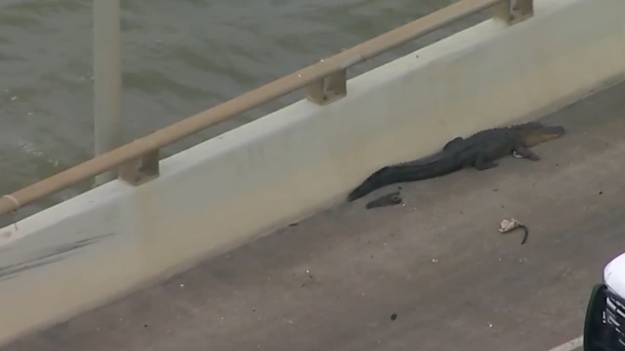 Sin embargo, es la primera vez que un reptil decide bloquear el puente Hartman.
