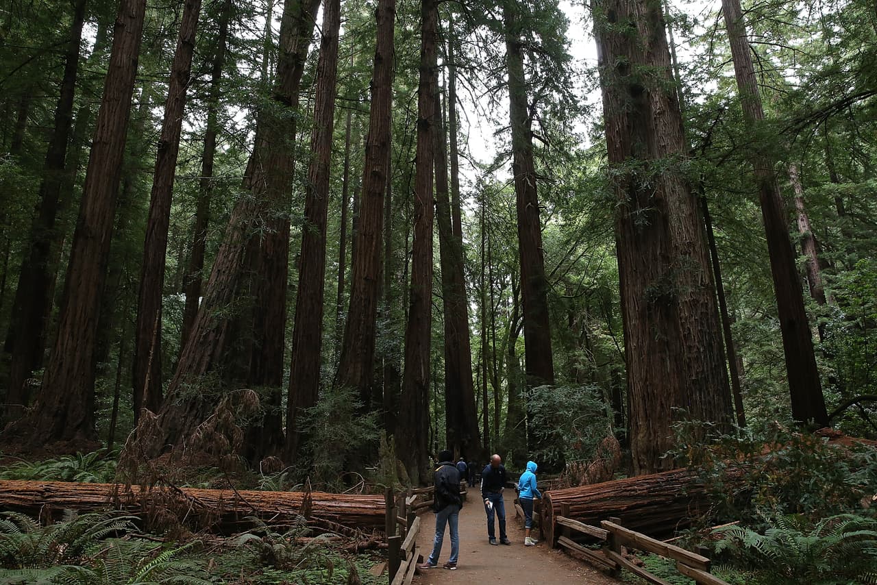 <h3 class="cms-H3-H3"><b>6. Escápense hacia naturaleza</b></h3>
<br>El Monumento Nacional de Muir Woods, en Mill Valley, es una hermosa reserva natural con senderos para caminar y ver sequoias gigantes. El costo de entrada es de $15 y las reservaciones de estacionamiento cuestan $9. También hay un servicio de transporte para llevar a los visitantes a Muir Woods. Puedes entrar a
<a href="http://www.GoMuirWoods.com">GoMuirWoods.com</a> para más información.
<br>