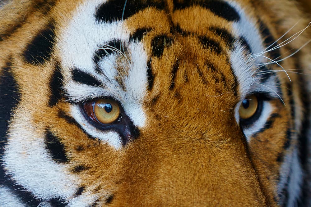 Pero más allá de su parecido con los bellos ojos de este felino, su historia es bastante interesante y poco tiene que ver con algo sobre un tigre. Resulta que la piedra semipreciosa era usada como amuleto hasta en tiempos de los romanos.