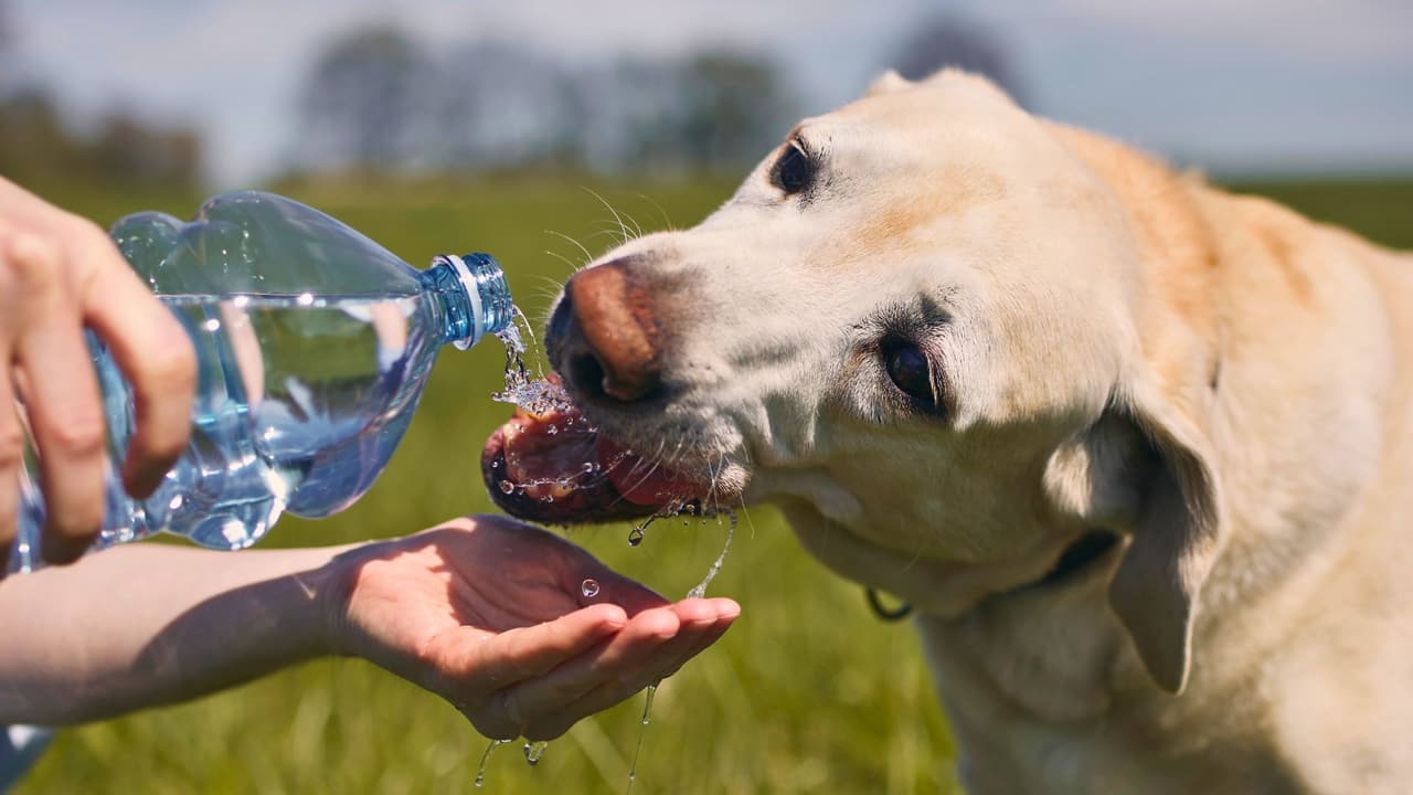 Texas en verano es como un horno encendido todo el día. El asfalto quema y salir sin botella de agua es un error que se paga caro. Pero mientras tú te refugias en el aire acondicionado, tu mascota, ese ser que te acompaña sin pedir mucho, sigue ahí, aguantando en silencio… Perros y gatos no sudan como nosotros. No pueden decir “me estoy mareando” o “sácame de aquí”. Solo jadean. Y cuando eso no es suficiente, su cuerpo colapsa. Literalmente.
