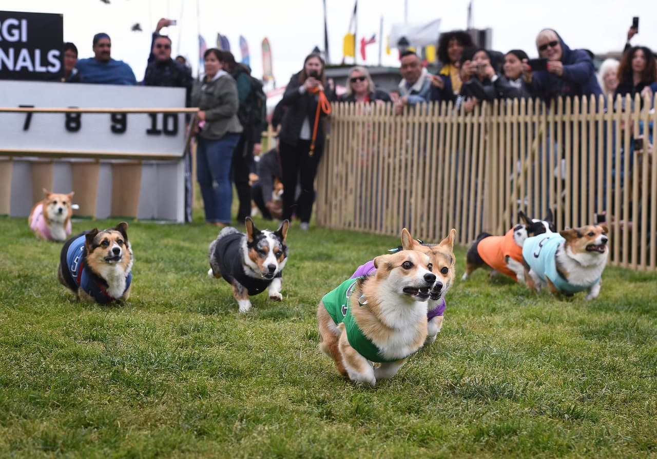 El peso promedio de estos simpáticos animalitos está entre 11 kilos a 14 kilos.