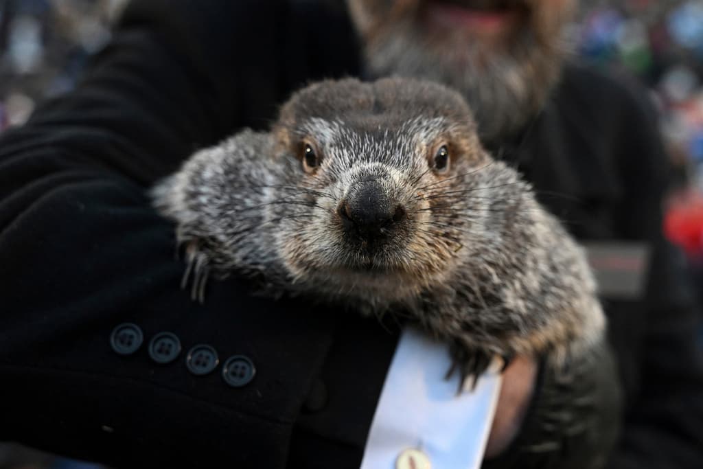 Este es el pronóstico de la marmota Punxsutawney Phil: ¿Cuántas semanas más de invierno?