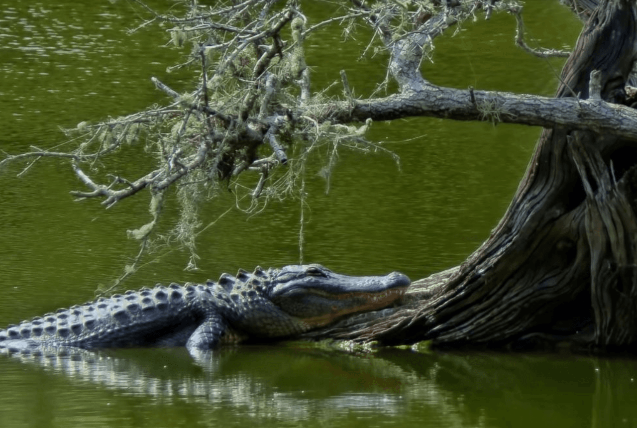 "Mi hija está rodeada de caimanes": la desesperada llamada de una madre al 911