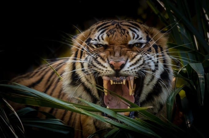 Las 
<a href="https://www.univision.com/temas/vacuna-covid-19-miami">vacunas</a> las recibirán en el otoño, gracias a una donación hecha por 
<a href="http://www.zoetis.com/news-and-media/index.aspx" target="_blank">Zoetis</a>.