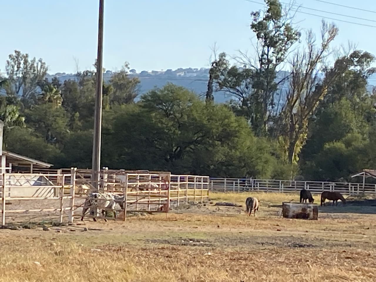 En ese rancho es donde se han criado los famosos caballos de raza Fernández.
