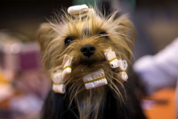 Ningún esfuerzo es poco para dejar a estos perros como salidos de la mejor estética canina.