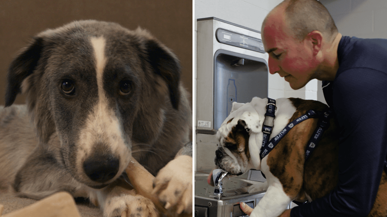 11 señales de que tienes un 'perrhijo' y no te avergüenza admitirlo (es más que una mascota)