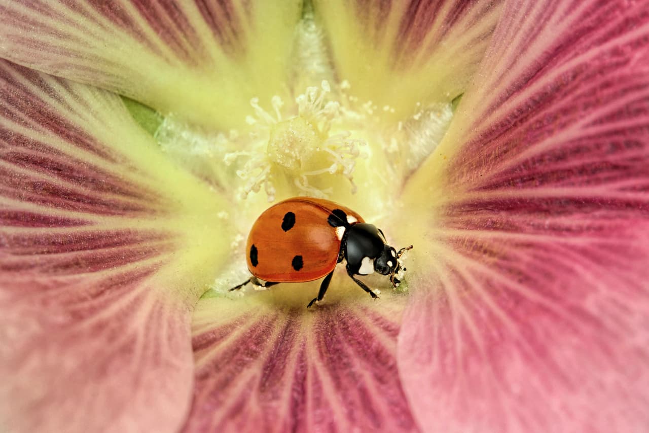 <b>‘Mariquita dentro de la flor’</b>. Fue seccionada en la categoría 'escarabajos' y también fue tomada por el ganador absoluto del premio, de Arabia Saudita. Estos insectos se consideran útiles para la agricultura, ya que se alimentan de las plagas.
