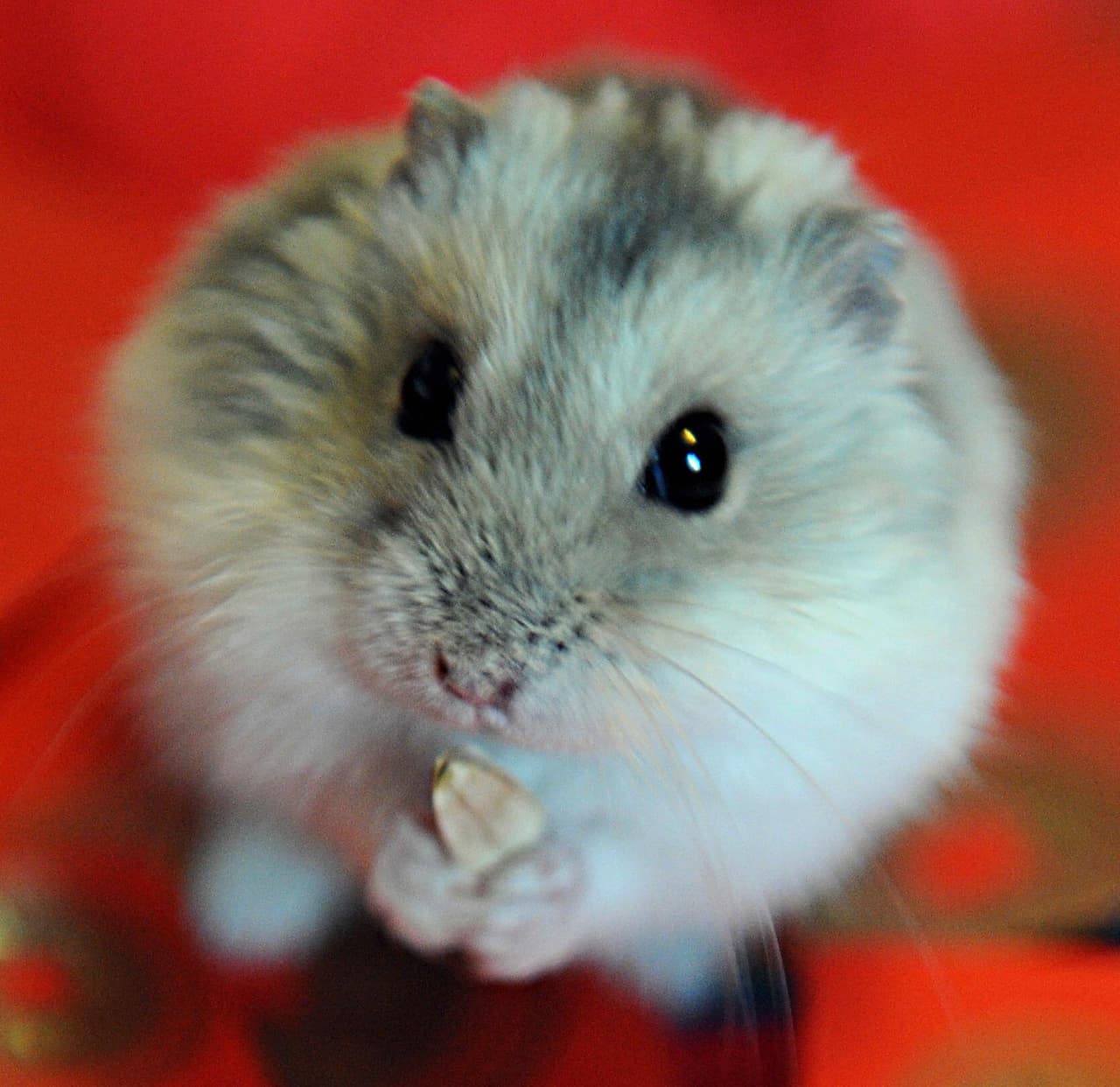 Las ratas más extravagantes en exhibición