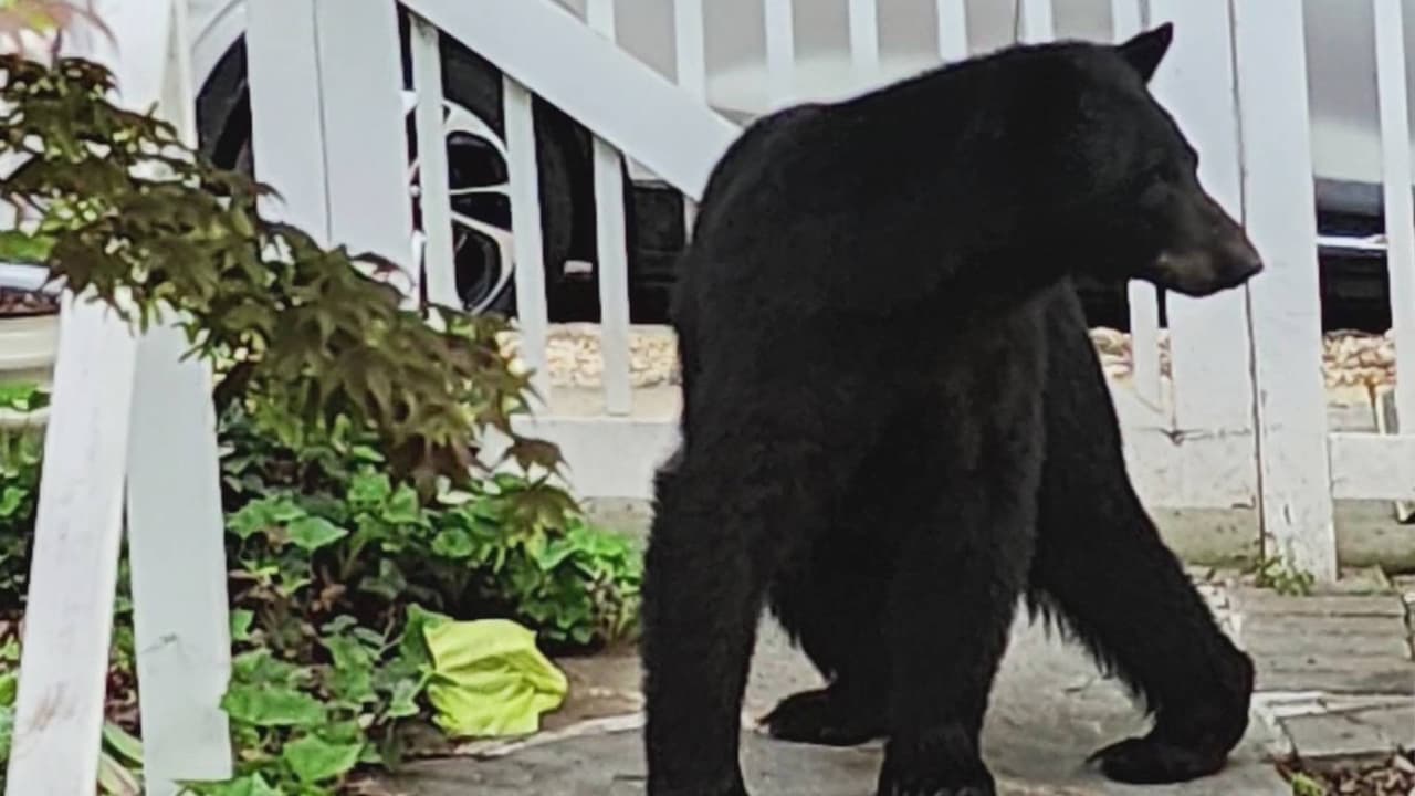 Alerta por avistamientos de osos en varias partes del DMV: esto dicen las autoridades