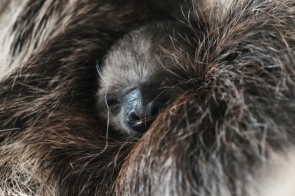 Cierran Sloth World en Orlando tras muerte de 31 perezosos; 14 fueron rescatados