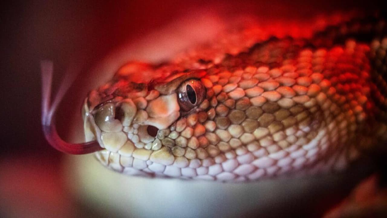 <b>Tiger Rattlesnake</b>
<br>La serpiente de cascabel tigre es una de las serpientes de cascabel más pequeñas de Arizona y de los Estados Unidos. Su veneno es uno de los 
<a href="https://www.univision.com/local/arizona-ktvw/que-hacer-en-caso-mordedura-serpiente">más tóxicos en el hemisferio occidental</a>.