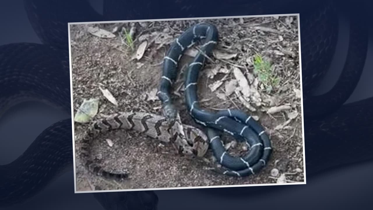 Captan en video a serpiente rey comiendo a otra serpiente más grande