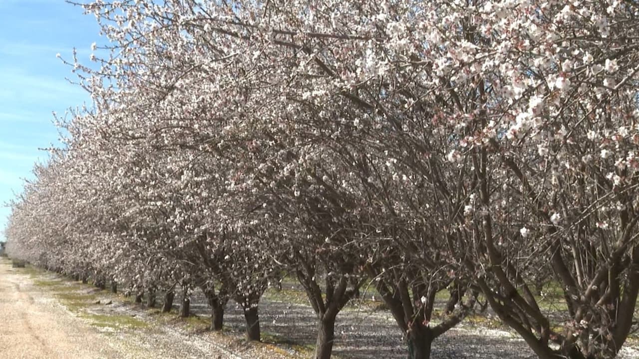 No dejes de visitar el Blossom Trail, una de las atracciones naturales del Valle Central durante esta temporada.