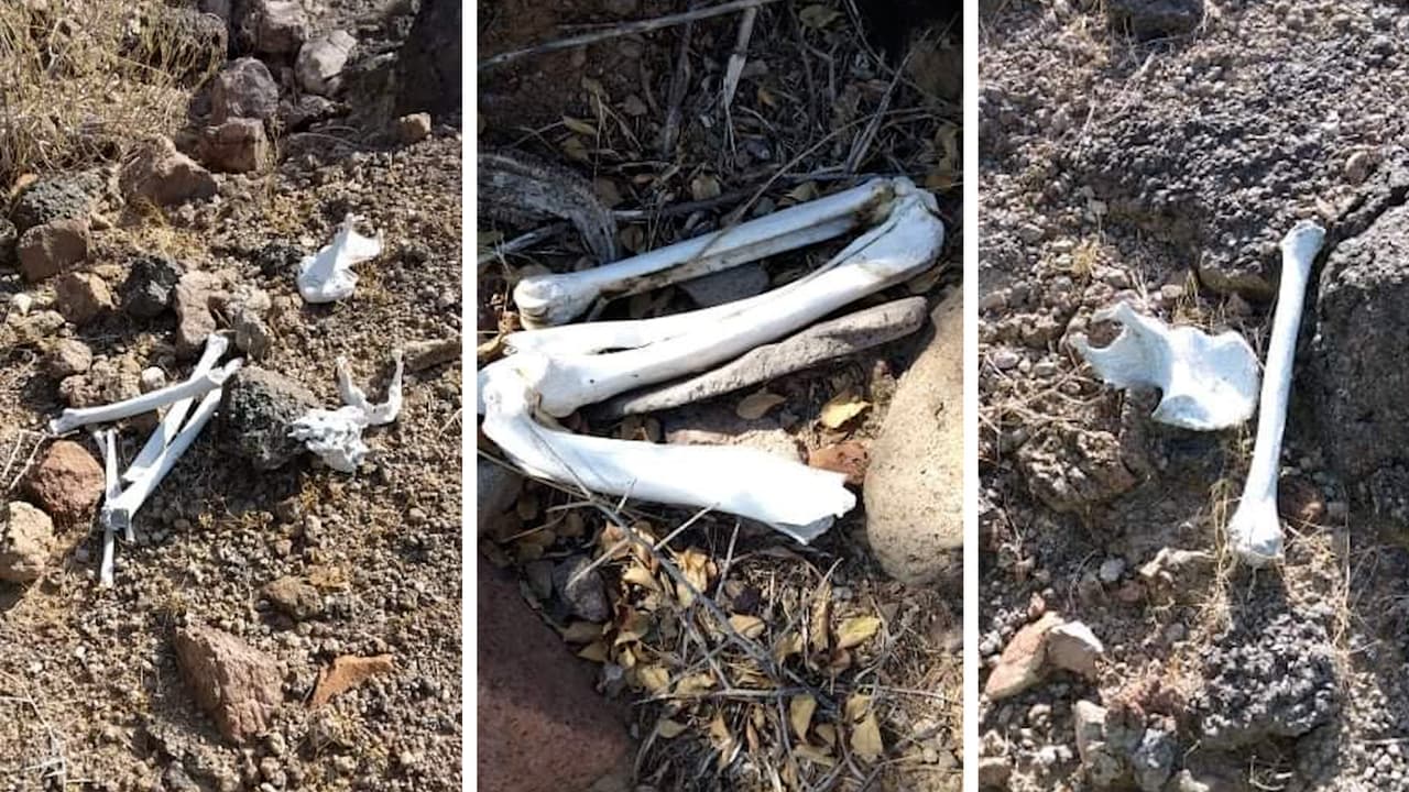 Hallan restos humanos en el desierto de Arizona que podrían ser de inmigrantes