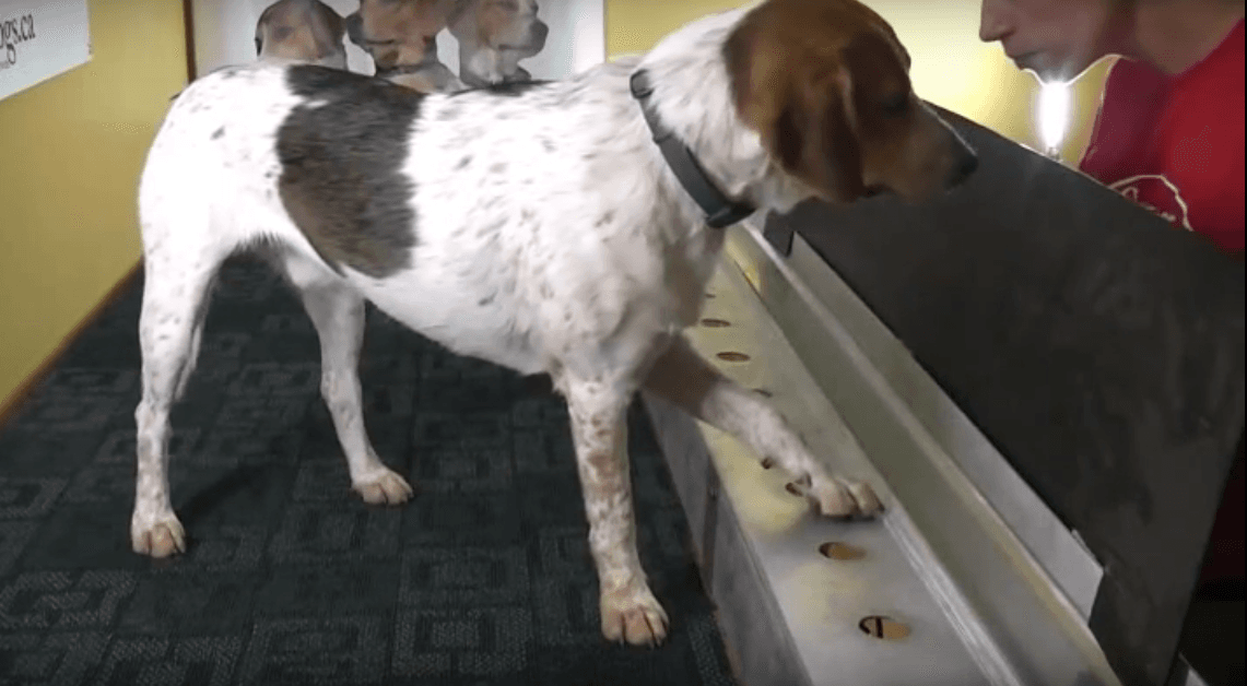 Perros con entrenamiento especial ayudan a detectar cáncer en bomberos de Texas