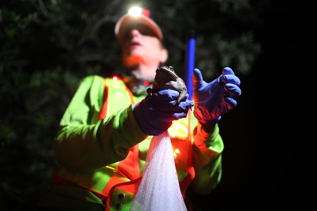 Estos anfibios son conocidos como ‘Cane Toad’ o ‘Bufo Toad’ (sapos de caña o sapos bufos, en español). Según el Departamento de Vida Silvestre y Conservación de la Universidad de Florida, la toxina de estos sapos puede irritar la piel y los ojos al contacto. Si una mascota muerde o se traga uno de estos animales puede morir.