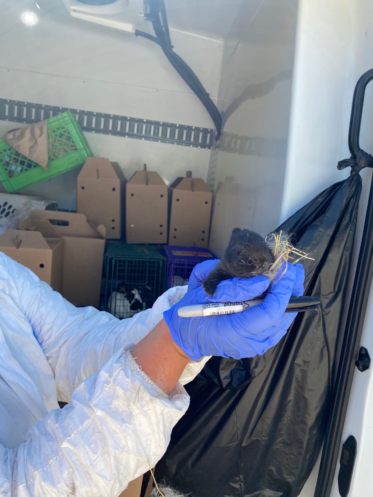 11 miembros del equipo de AHS junto con la Policía de Gilbert duraron varias horas retirando a los conejos de la escena y transportándolos a la Sociedad Protectora de Animales de Arizona. 
<br>