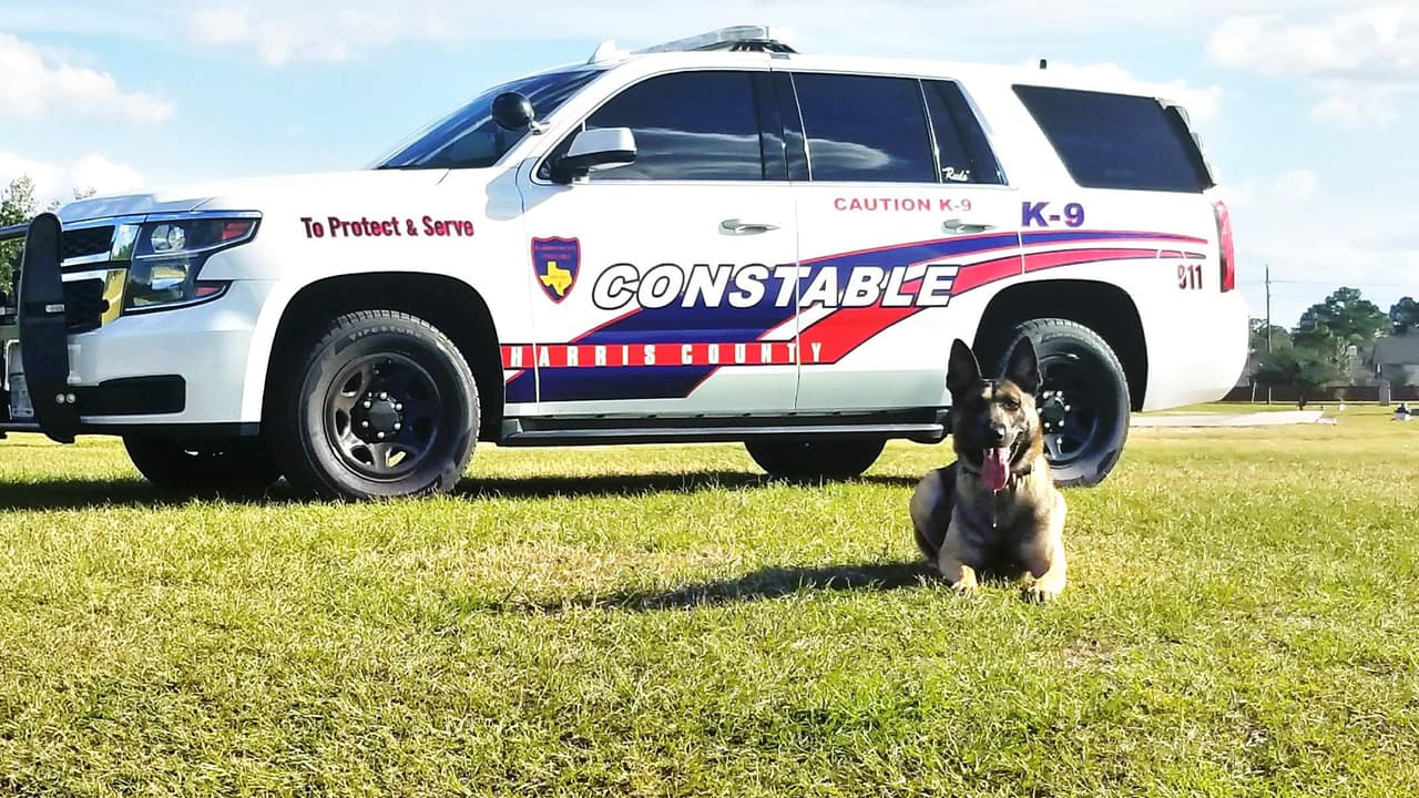 Ahora Rudo se jubilará y pasará a vivir en la casa de su entrenador, George Henson.