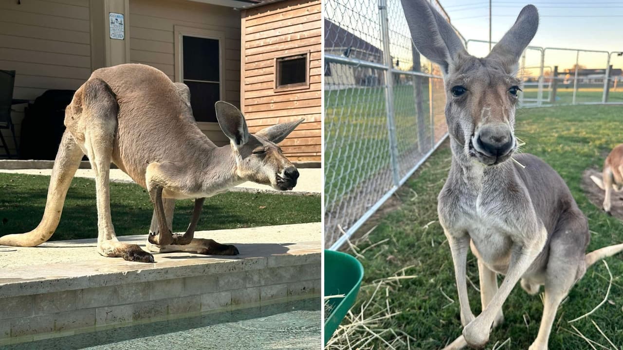 "Él conoce mi voz y vendrá a mí": Familia pide ayuda para hallar a Rowdy, un canguro que escapó de su casa en Texas