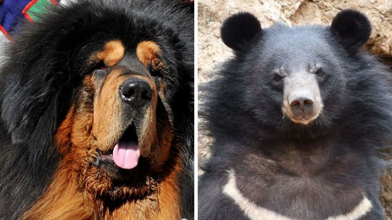 Mujer tuvo a un oso como mascota por dos años sin saberlo: ella pensó que era un perrito