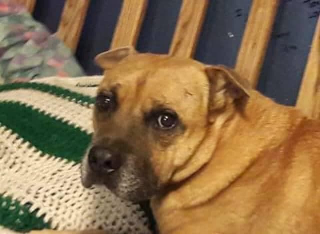 Chocolate es el perro de compañía de Karen, una joven autista.