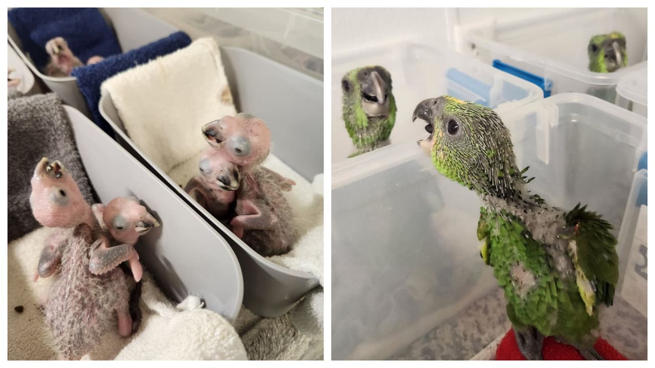 Allí hallaron los huevos y algunos loritos naciendo.