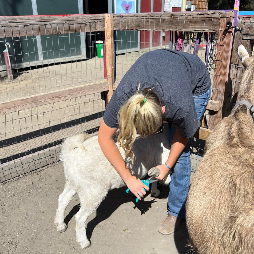 La cofundadora y presidenta Vicki Amon-Higa dijo que el personal se dio cuenta de que muchos niños se benefician de estar cerca de los animales.
<br>