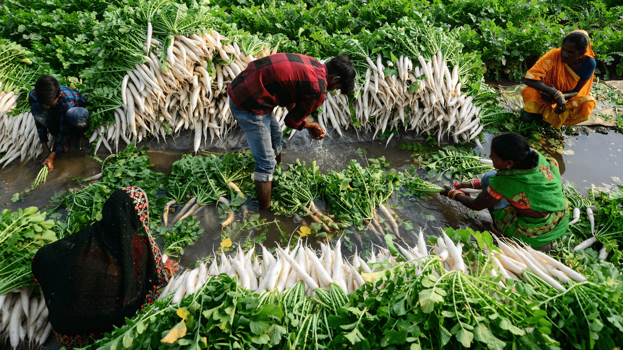 La agricultura de autoconsumo es la principal razón del aumento de áreas verdes en China e India