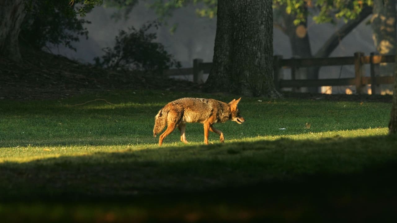 Pruebas de ADN en víctima confirman cinco ataques de un mismo coyote en California