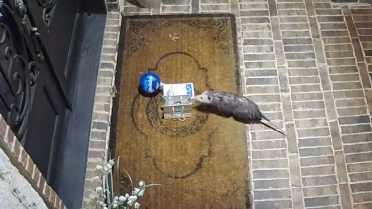 La curiosa zarigüeya se llevó un rico paquete de galletas.
