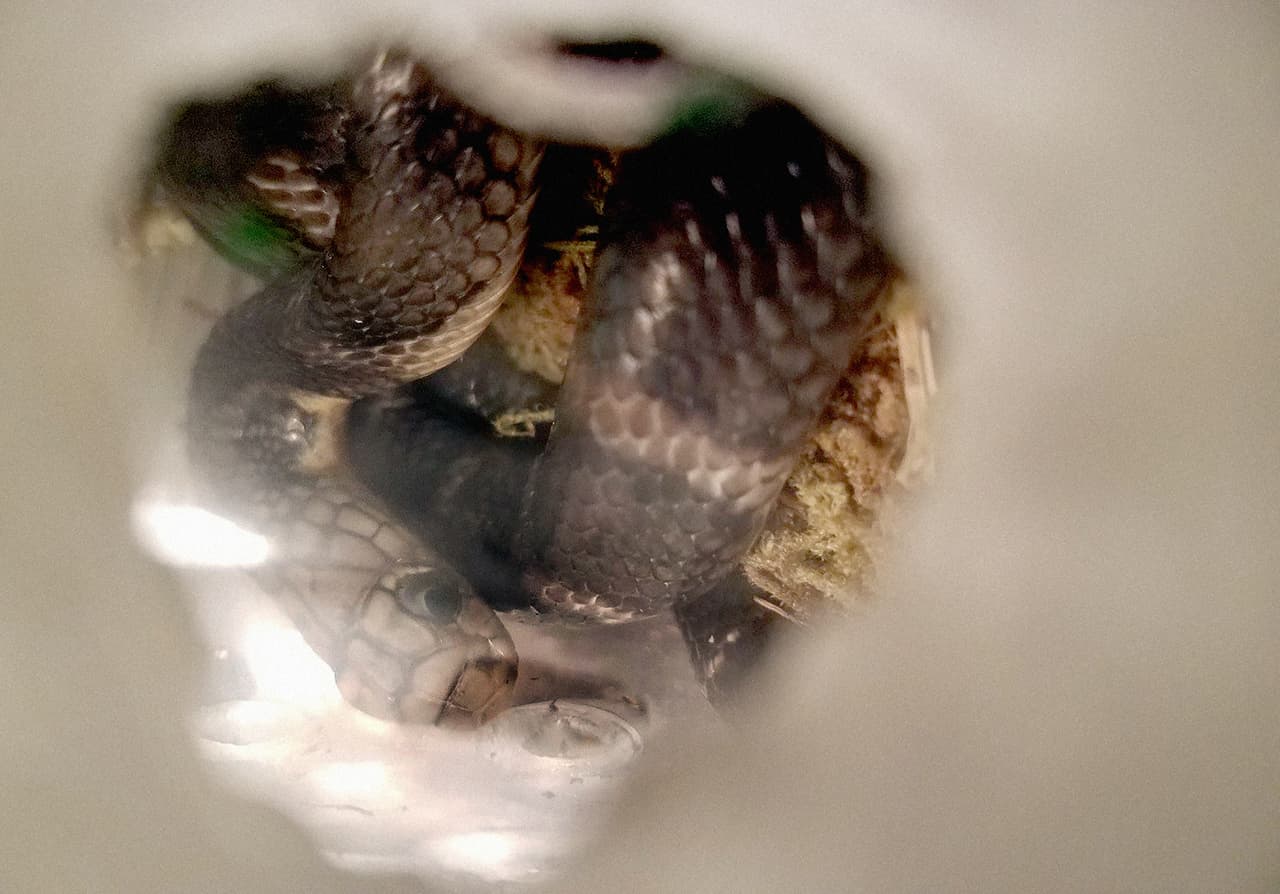 Al abrir el paquete enviado desde Hong Kong, aduana encontró cinco serpientes Cobra Real.