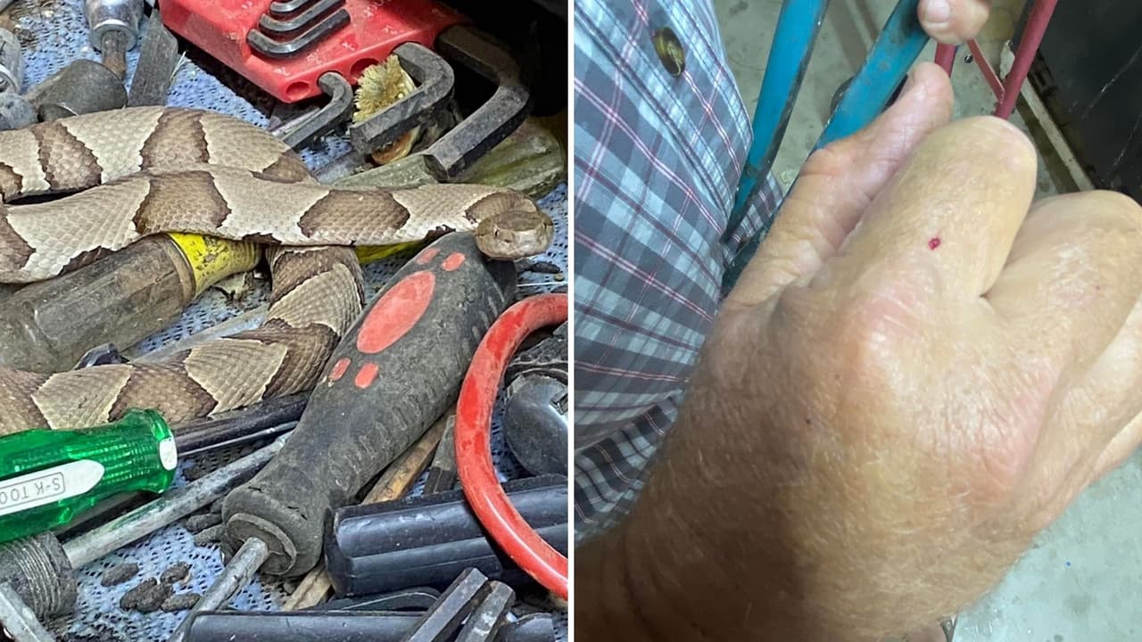 Cajas de herramientas, armarios y otros lugares extraños donde aparecen serpientes en temporada de verano.