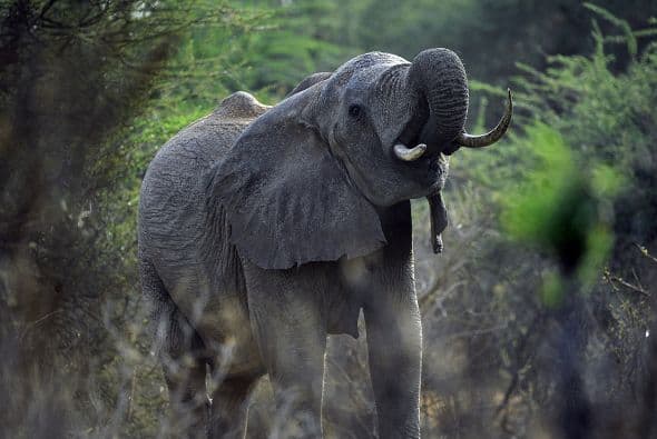 Se pretende que los fondos recaudados ahora y los que sigan recaudando ayuden a la renta de un avión para identificar cazadores.