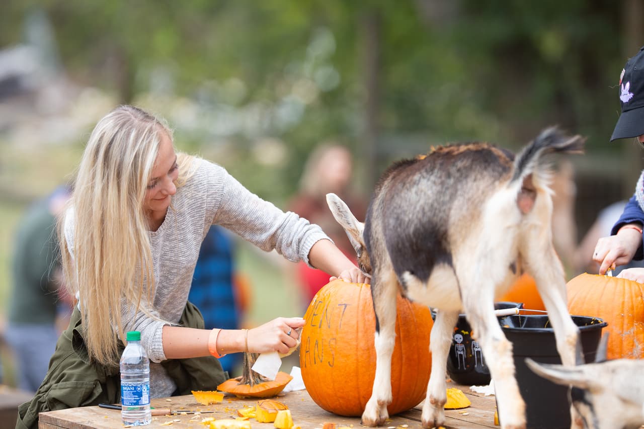 <b>Spring Haven Farm (Chapel Hill)</b>
<br>
<b>Sitio web</b>: 
<a href="https://www.springhaven.farm/">https://www.springhaven.farm/</a> 
<br>
<b><a href="https://maps.app.goo.gl/o56wLDv3rTTbX6ZY6">Cómo llegar</a> </b>
<br>
<br>La granja se convierte en un paraíso de Halloween, donde se puede viajar en el tren tractor, asar malvaviscos y buscar gemas en la esclusa minera, además de ver a los animales de granja y tallar una calabaza junto a una cabra.