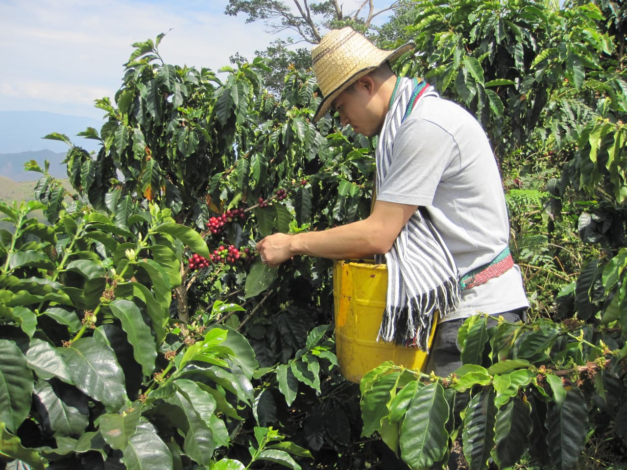 Bringing A Taste of Colombia to New York City: Q&A with the Founder of Cano Coffee 